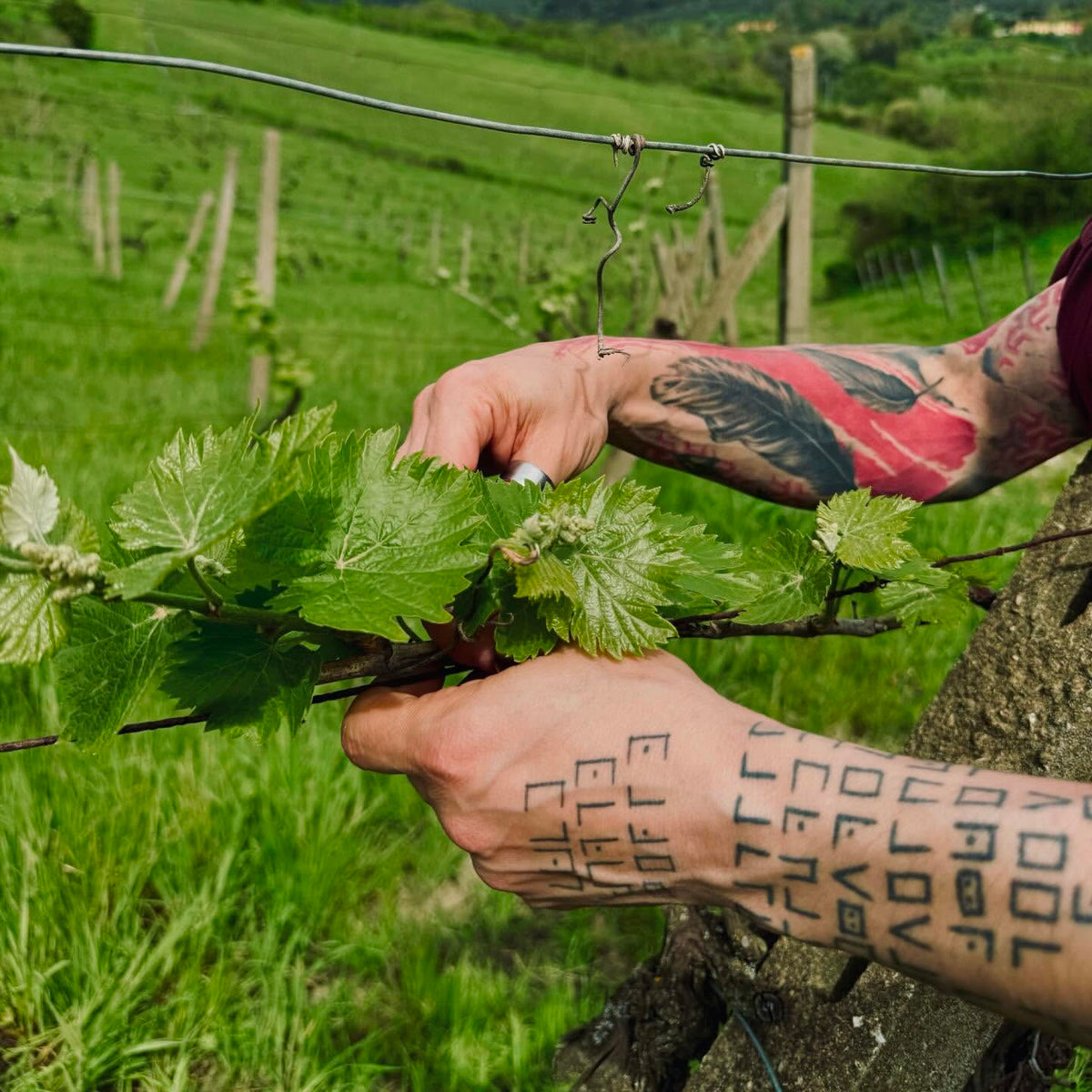 Foto Podere La Botta
